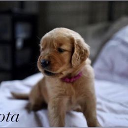 Bernedoodle and Golden Retriever Puppies from Golden Light Puppies