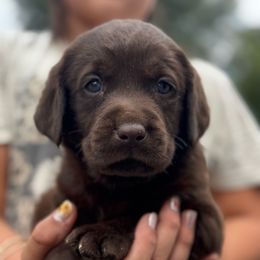 Boy 2 - Chocolate male Labrador Retriever puppy in Gerber, California from In The Zone Dog Training and Breeding