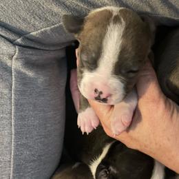 Valentine - Blue brindle male American Staffordshire Terrier puppy in Monroe, Georgia from Irresistibull Staffords
