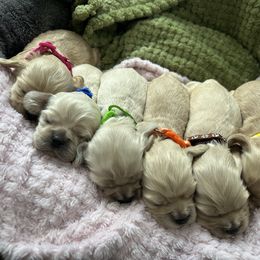 Two - Buff male Cocker Spaniel puppy in Hayward, California from Villa Coco