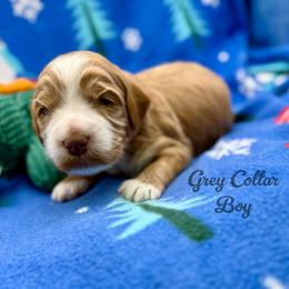 Buzz - Apricot male Australian Labradoodle puppy in Rhode Island from Highland Beach Labradoodles