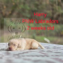 Harry - Yellow male Labrador Retriever puppy in Rogue River, Oregon from PNW Labradors