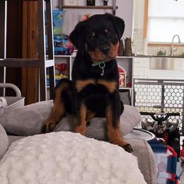 Rottweiler Puppies from CG Rottweilers