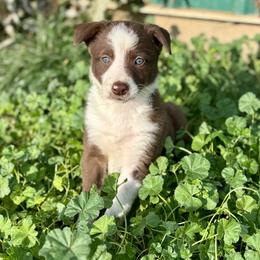 Girl 3 - Red female Border Collie puppy in Centerville, Washington from Forthright Farms