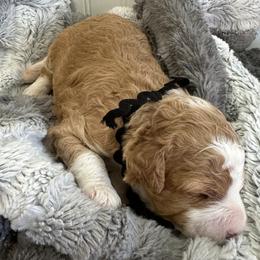 Assorted Doodle Crosses, Bernedoodles, and Goldendoodles from Down Country Doodles