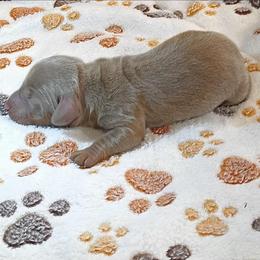 Tito - Gray (blue) and tan male Dachshund puppy in Marshall, Texas from Wilson's Kennels