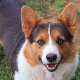 Barron - Pembroke Welsh Corgi