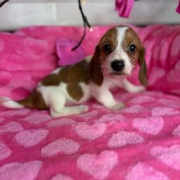 Harry - Piebald male Dachshund puppy in Lake City, Florida from My Ditzy Doxies of Florida