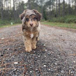 Aussiedoodle and Australian Shepherd Puppies from Autumn's Aussies