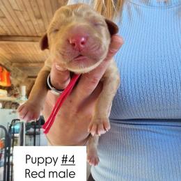 Red Collar - Yellow male Labrador Retriever puppy in Sumerduck, Virginia from Cedar Mountain Retrievers