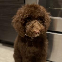 Mimi - Goldendoodle