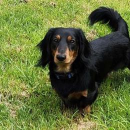 Loki - Dachshund
