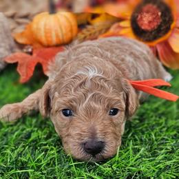 Boy - Apricot male Poodle puppy in Salem, Missouri from Meadowbrook Poodles