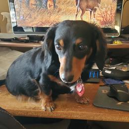 Ibby - Dachshund