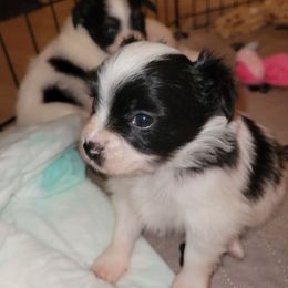 Black n white male 3 - White and black male Papillon puppy in Florida from Tammy's Papillon Playpen