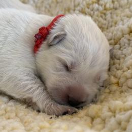 Boy 4 - White male German Shepherd puppy in Bexar County, Texas from Scenic Creek German Shepherds and White Swiss Shepherds