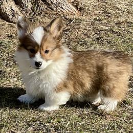 Sable Fluffy Female - Sable female Pembroke Welsh Corgi puppy in Rochester, Indiana from Stacy’s Pembroke Welsh Corgis
