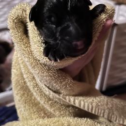 German Shepherd Puppies from RED’s German Shepherds