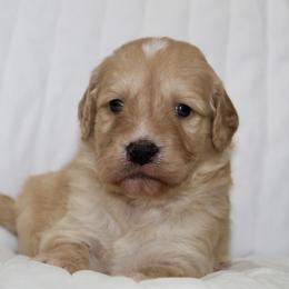 Graham - male Goldendoodle puppy in Yukon, Oklahoma from Silver Barn Doodles