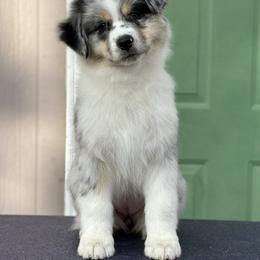 Blue girl 3 - Blue merle female Australian Shepherd puppy in Terrebonne, Oregon from Storybrooke Australian Shepherds