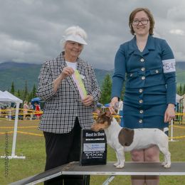 Alpine - Teddy Roosevelt Terrier