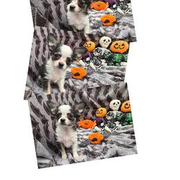 Hocus - Chocolate and white female Chihuahua puppy in Williamsburg, Virginia from PAWSitive Cheeky Chihuahua LLC