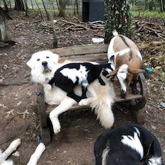 Border Collie and Maremma Sheepdog Puppies from 2J 2K Border Collies & Maremma Sheepdogs