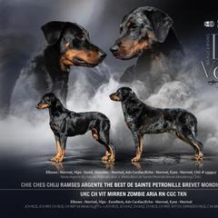 Beauceron puppies from Beaucerons Des Vents
