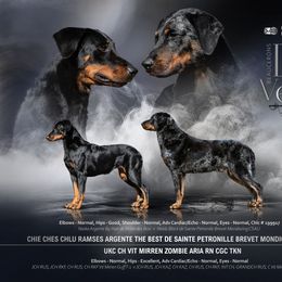 Beauceron puppies from Beaucerons Des Vents