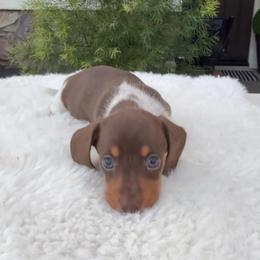 Female piebald - Piebald female Dachshund puppy in San Diego, California from San Diego Dachshunds