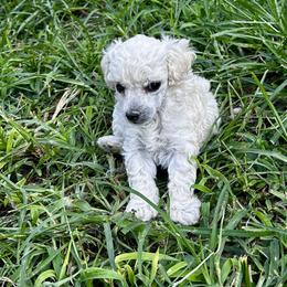 Girl 1 - White female Poodle puppy in Rockvale, Tennessee from Cosmic Chinese Cresteds & Wind-Echo Poodles
