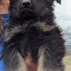 German Shepherd Puppies from Von De León German Shepherds