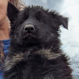 German Shepherd Puppies from Von De León German Shepherds