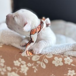 Boy 2 - Light golden male Golden Retriever puppy in Alpine, California from Robinsnest Goldens