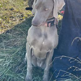 Weimaraner Puppies from Alpha Weims by The Mattas Kennel