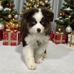 Andovers Liberty Reigns, Libby - Red tri-color female Miniature American Shepherd puppy in Rockford, Illinois from Andover Aussies