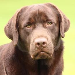 Gus - Labrador Retriever
