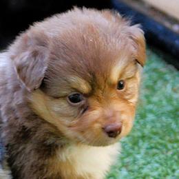Roomba - Red tri female Miniature Australian Shepherd puppy in South Branch, Michigan from Ross Ranch Mini and Standard Aussie's