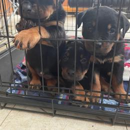 Rottweiler Puppies from Gregory Mulkey's Rottweilers