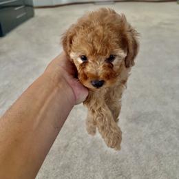 Poodle Puppies from ItalianToyPoodles