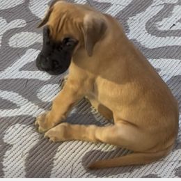 Axel - Fawn male Great Dane puppy in Jefferson, Maine from Wil-Tor Great Danes