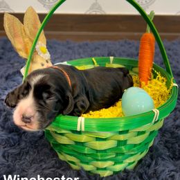 English Cocker Spaniel Puppies from MD Dogs Inc