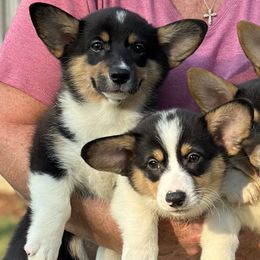 Pembroke Welsh Corgis from Low Rider Corgis Co