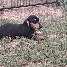 Cosmo - Dachshund