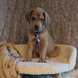 Igor - Blue male Great Dane puppy in Caldwell, Idaho from Miner's Dynamic Danes