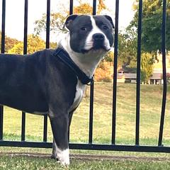 Staffordshire Bull Terriers from Wheeler's Staffys