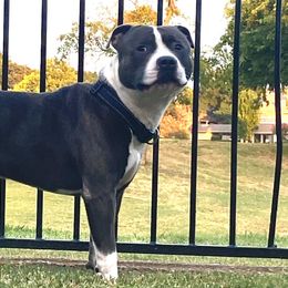 Staffordshire Bull Terriers from Wheeler's Staffys