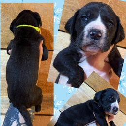 Earl - Black male Great Dane puppy in Wellsville, New York from Prophecy Danes