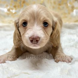 Dachshunds from Farmhouse Doxies