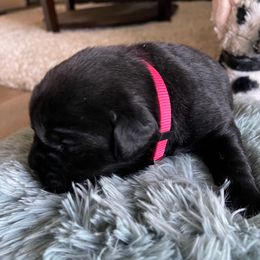 'Vibes' (Hot Pink collar) - Black female Labrador Retriever puppy in Grand Saline, Texas from Castle Hills Labradors